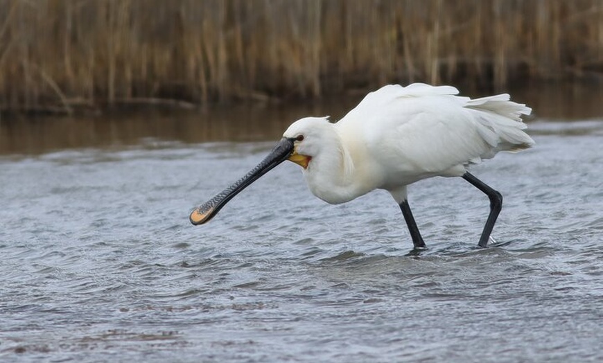 Image 5: Lymington Wildlife Discovery Walk