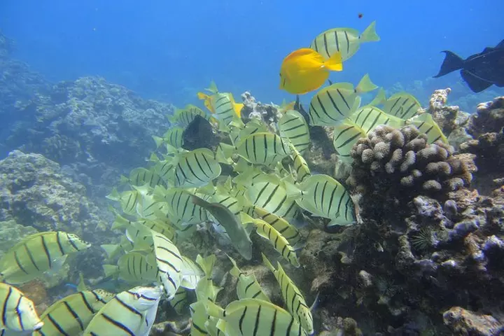 West Maui Snorkeling Experience by Boat from Ka'anapali