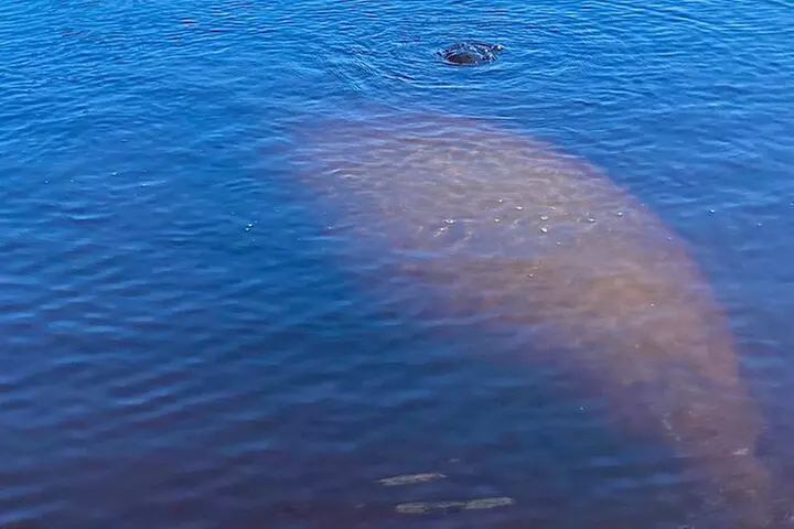 Dolphin and Manatee Kayak Tour of Daytona Beach