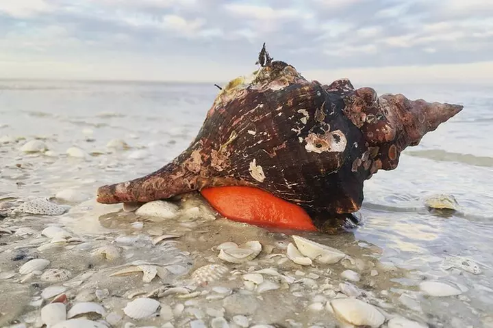 Marco Island Wildlife Sightseeing and Shelling Tour