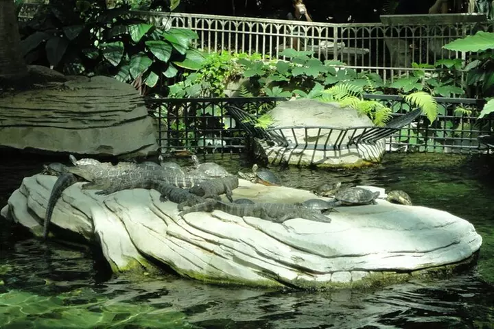 Naples Zoo and Shopping Small Group Luxury Tour - Second Medium