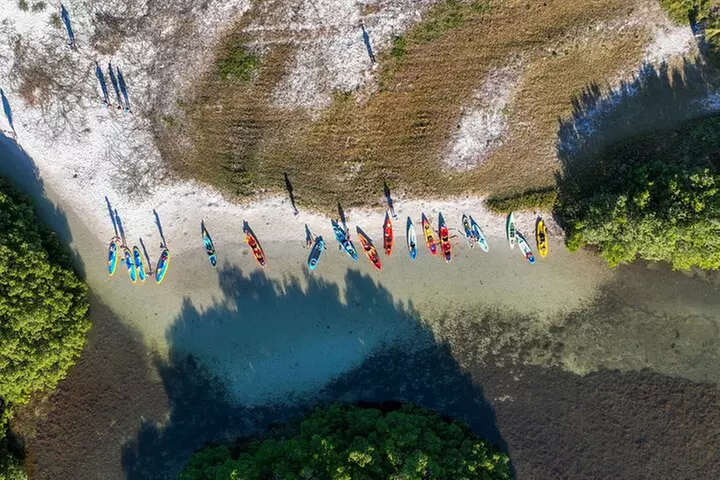 Sarasota Mangrove Tunnel Guided Kayak Adventure