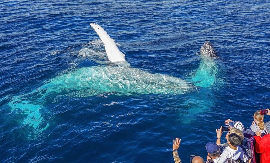 Image 12: Whale Watching by Sea World Cruises