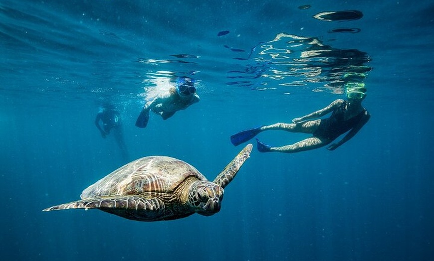 Image 7: Great Barrier Reef Full Day Adventure