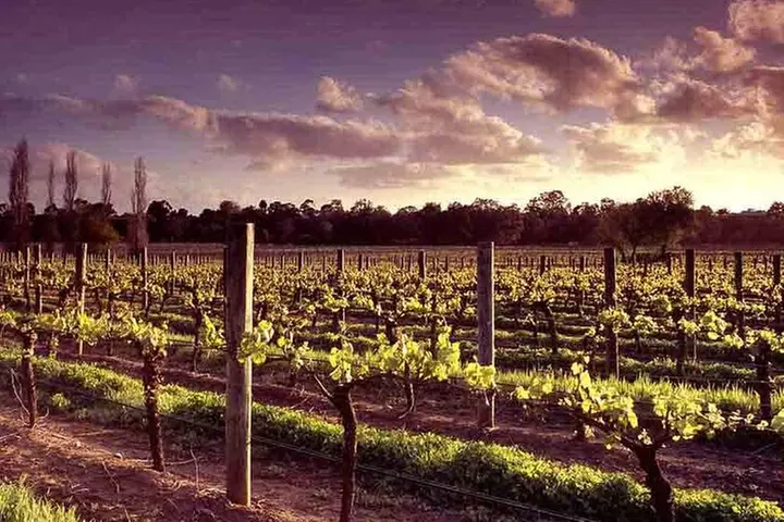 Upper Reach Winery: Swan Valley Winery and Vineyard Tour