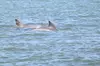 Dolphin and Wildlife History Tour