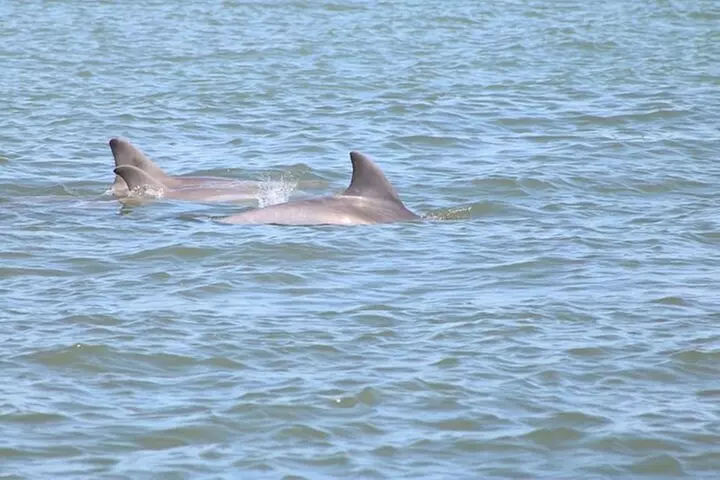 Dolphin and Wildlife History Tour - Primary Image