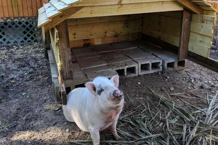 90-Minute Jean Lafitte Swamp and Bayou Tour with Transportation