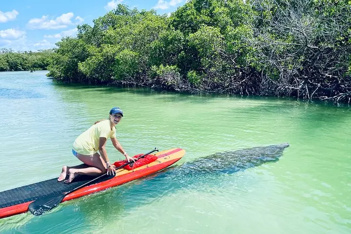 Dolphin and Manatee Adventure Tour of Fort Myers