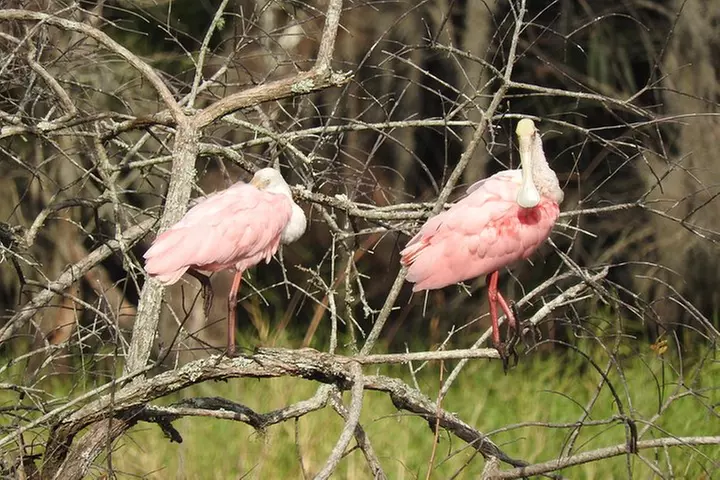 Everglades Day Safari from Fort Myers/Naples Area