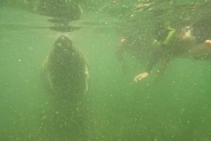 3 Hour Small Group All Inclusive Manatee Swim with free Photo pkg