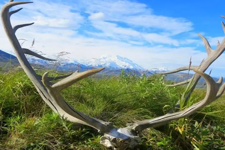 Fairbanks to Denali Shuttle Service - Second Medium