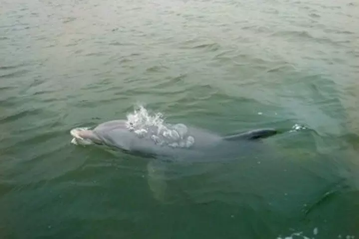 Private Hilton Head Dolphin Tour