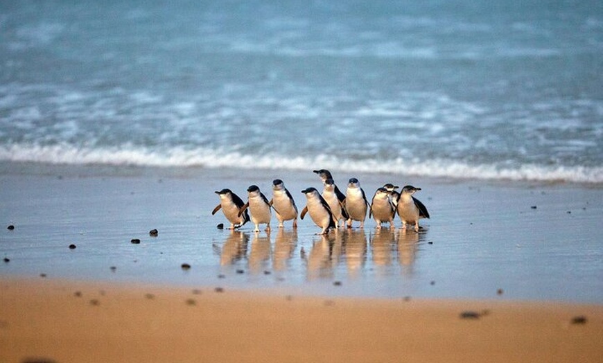 Image 23: Phillip Island Penguin Parade, Wildlife and Beach Boxes Bus Tour