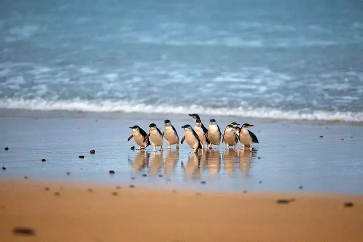 Phillip Island Penguin Parade, Wildlife and Beach Boxes Bus Tour