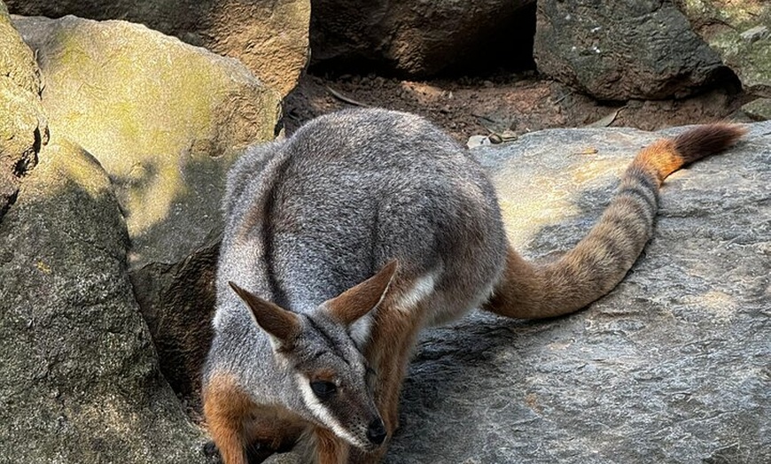Image 11: PRIVATE Blue Mountains Scenic World Australian Wildlife & Cruise