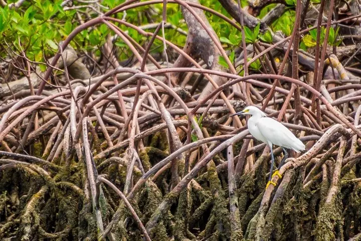 Marco Island Wildlife Sightseeing and Shelling Tour