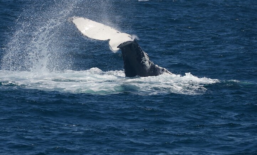 Image 11: Jervis Bay Whale Watching Tour