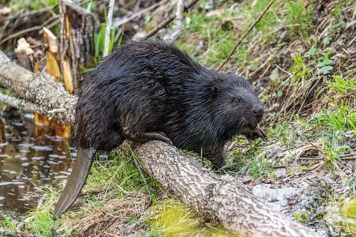 Cuyahoga Valley National Park Self-Guided Driving Audio Tour
