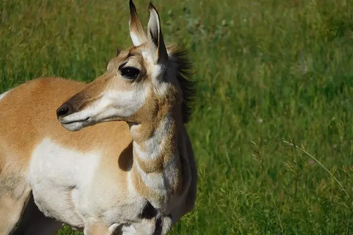 Private Tour of Mount Rushmore, Crazy Horse and Custer State Park