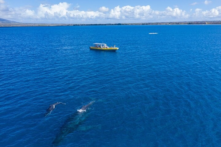 HIGH QUALITY Whale Watch Adventure Aboard Luxury Super Raft