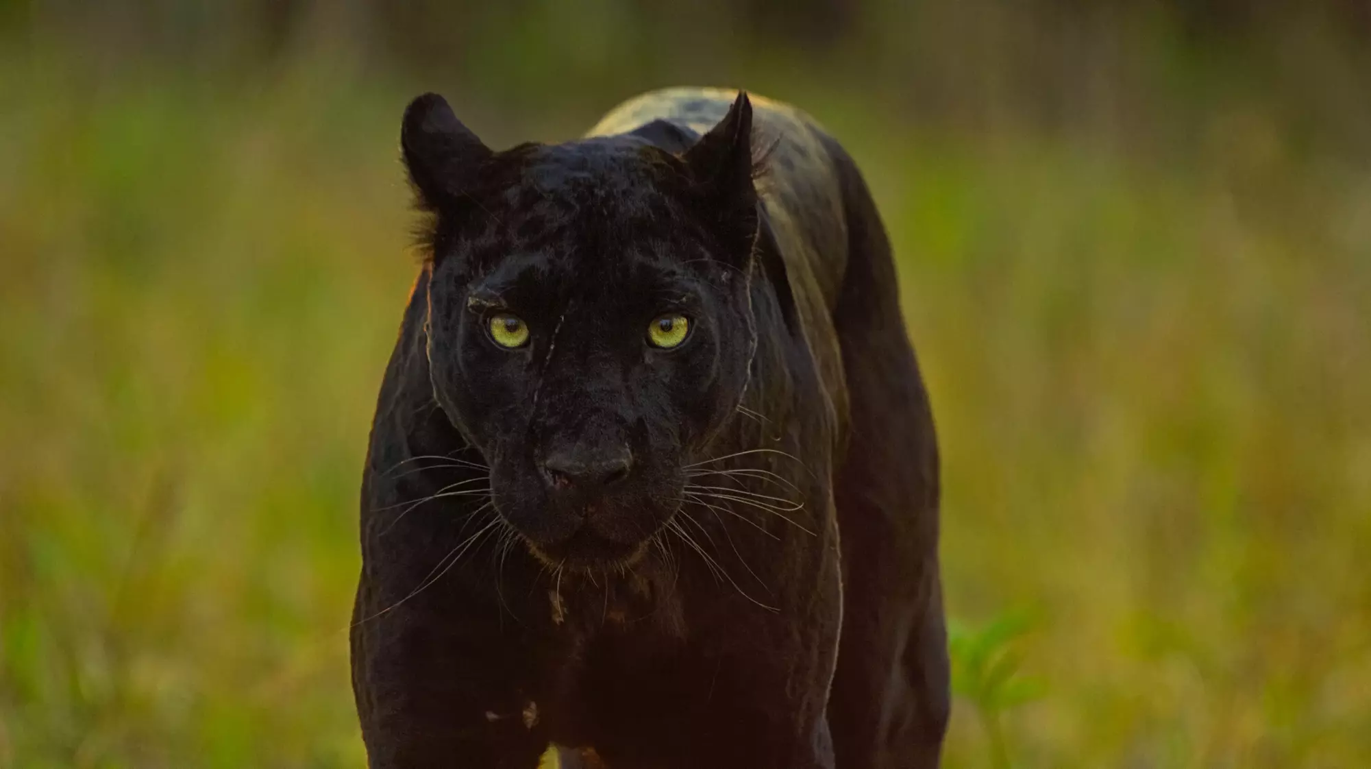 "National Geographic Live! Pursuit of the Black Panther" - Wednesday, Jan 29, 2020 / 7:30pm - Primary Image