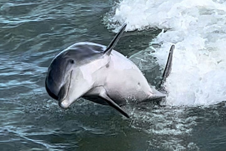 Best of Marco Island Dolphin Tour