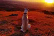NUEVO:Sunset Hike & Summit Sierra Nevada - Tour privado con cachorro - Second Medium