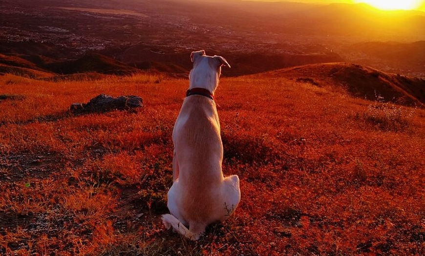 Image 6: NUEVO:Sunset Hike & Summit Sierra Nevada - Tour privado con cachorro
