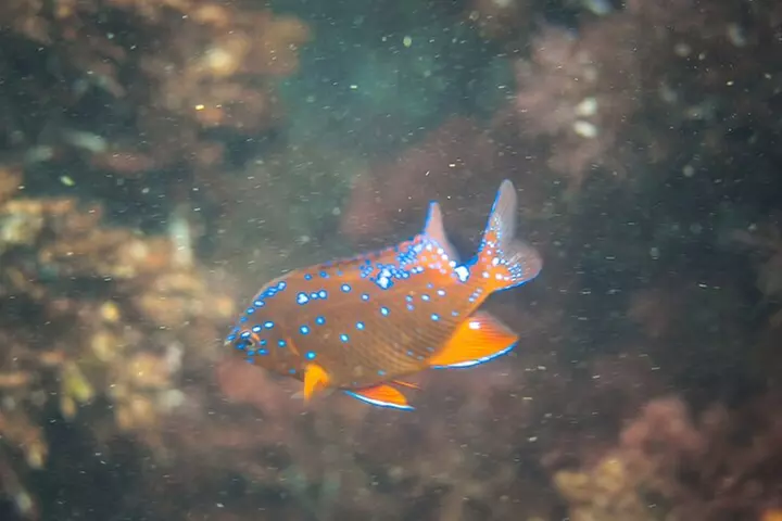 La Jolla Kayak and Snorkel Tour
