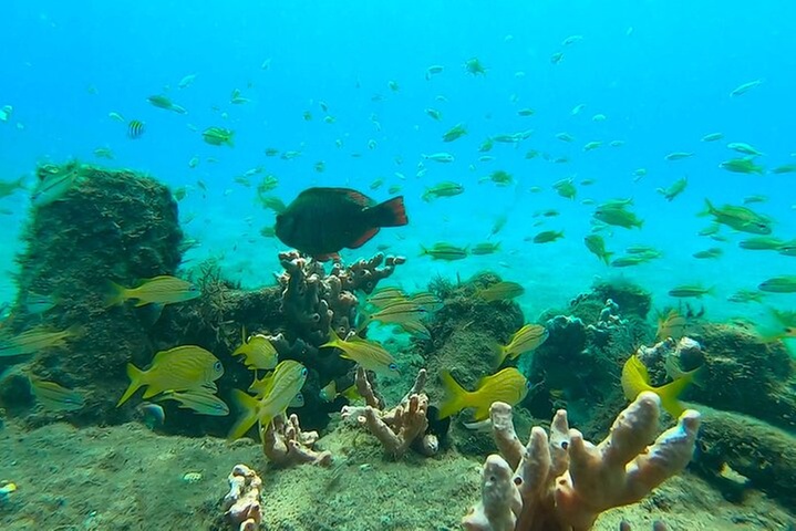 2 ½ - Hour Guided Snorkel Tour of Phil Foster Park, Free Videos!