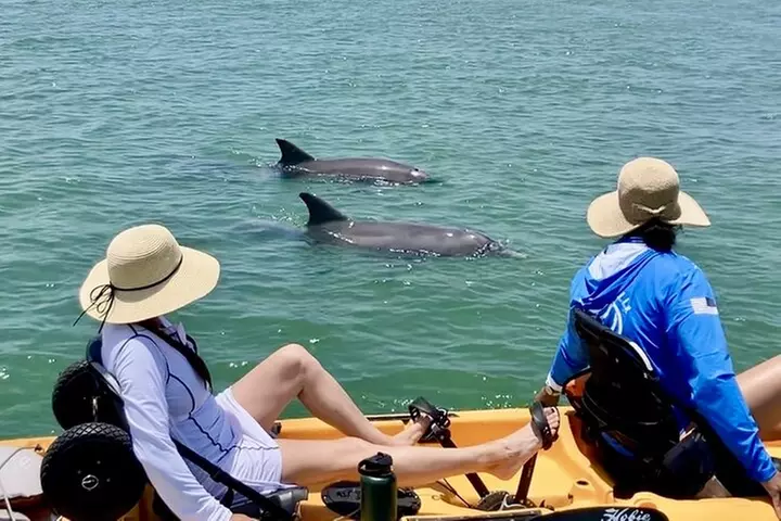 Relax & Explore Pedal Kayak Tour Marco Island and Naples, fl