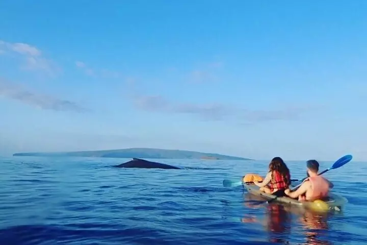 Clear Bottom Kayak and Snorkel Tour at Turtle Town, Makena
