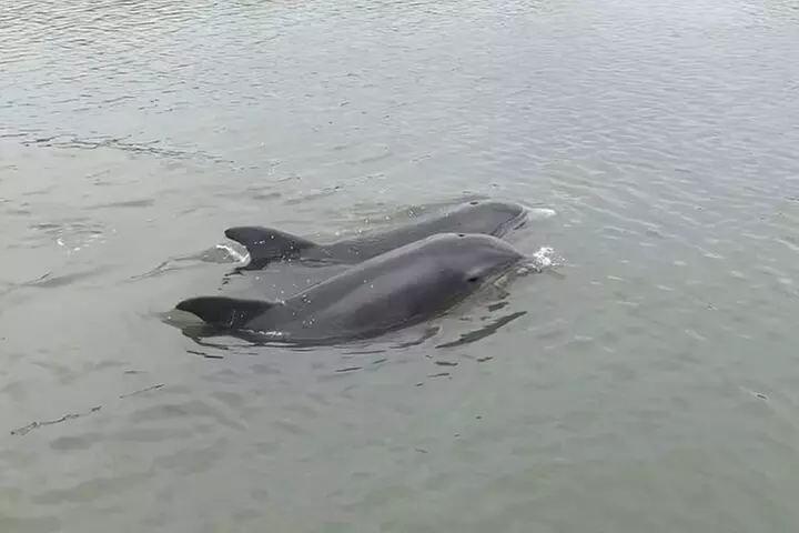 Private Charleston Dolphin and Eco Boat Tour