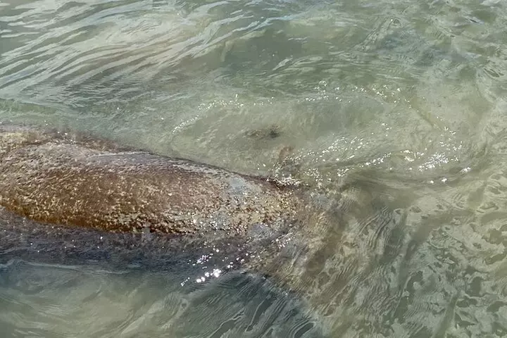 2 HR Dolphin Tour for 7 people