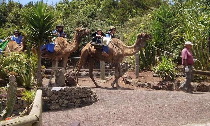 Image 6: Paseo en camello en El Tanque, Tenerife