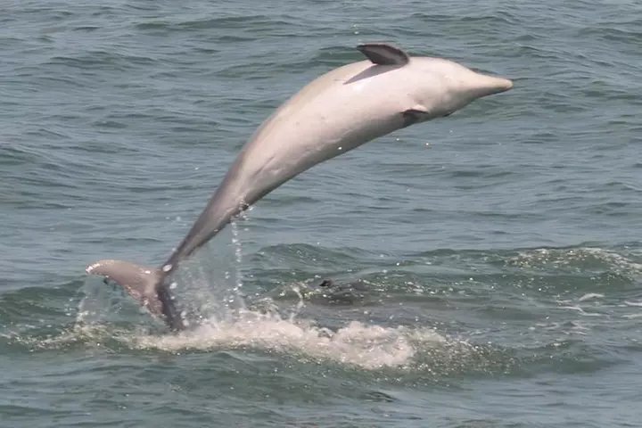Whale and Dolphin Watching Cruise from Cape May