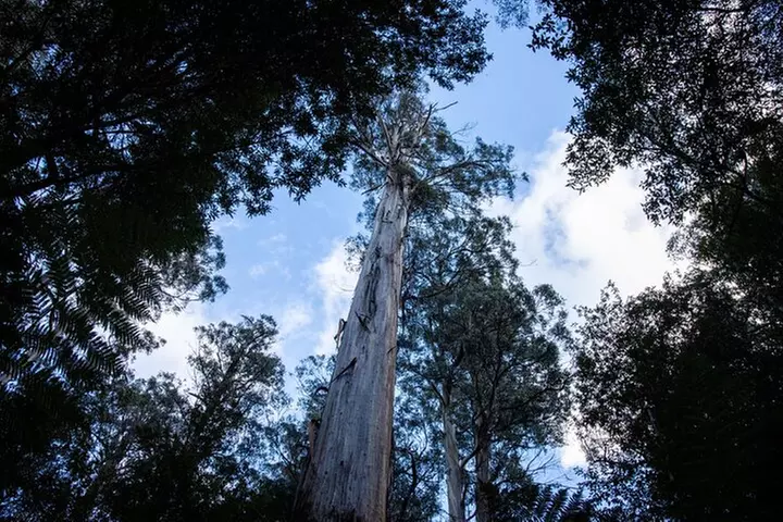 Hobart: Mt. Field, Mt Wellington & Wildlife - Active Day Tour