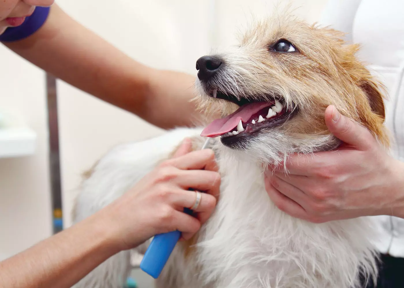 $30 For $60 Toward Pet Grooming Services - Primary Image