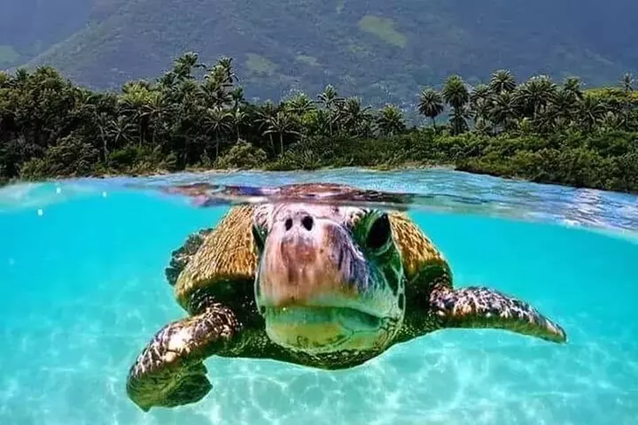 Oahu Circle Island: Snorkel with Turtles & Explore Turtle Beach
