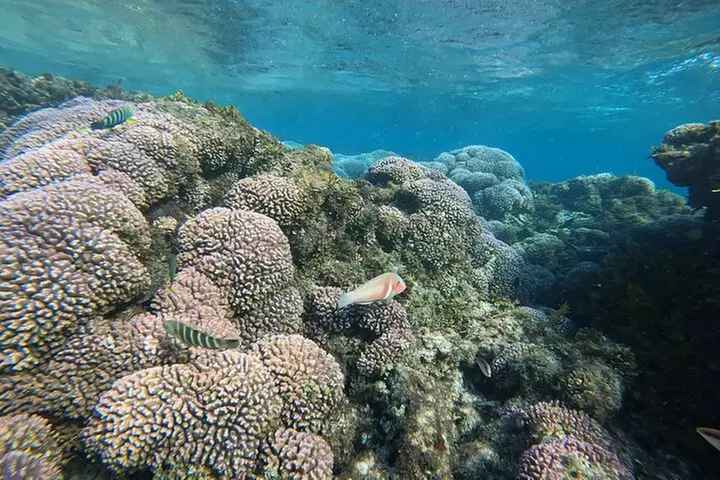 Rottnest Island 'Snorkel and Sail'