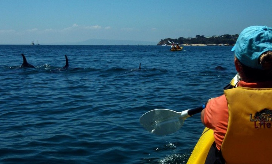 Image 5: Mornington Peninsula Kayak Coastline Tour of Dolphin Sanctuary