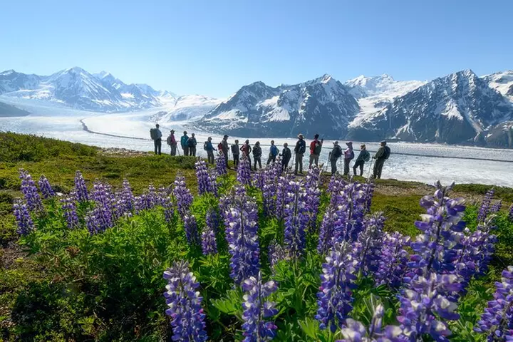 Alaska Heli Hiking - ANCHORAGE AREA - Primary Image