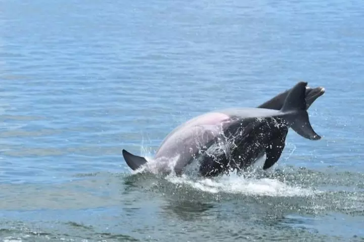 Key West Dolphin Watch and Snorkel Tour - Eco Adventure