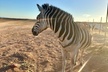 Las Vegas VIP Sunset Safari Tour - Second Medium