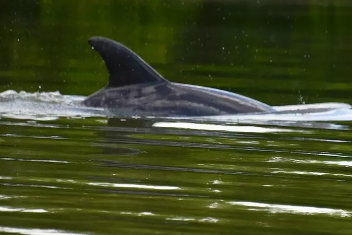 Deluxe Kayak Tour Marco Island and Naples, Florida