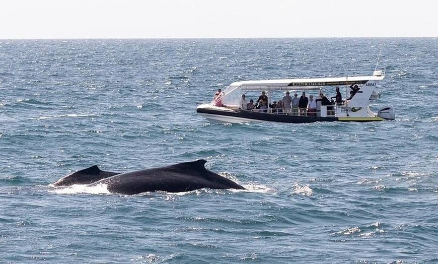 Image 1: Mooloolaba Whale Watching Tour