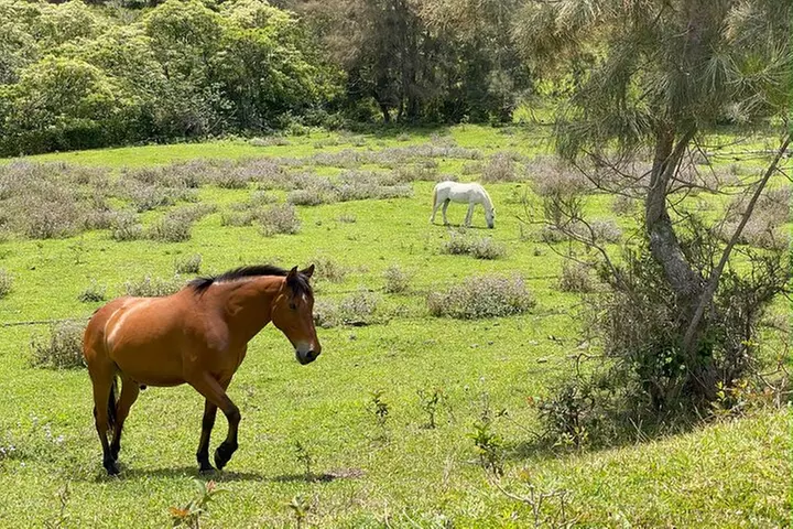 Waipi'o on Horseback: Mountain Ocean Views Working Cattle Ranch