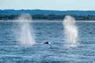 Seastreak New York City Whale Watching Cruise - Second Medium
