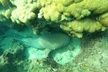 Private Guided Snorkel Tour of Fort Lauderdale's Reef - Second Medium